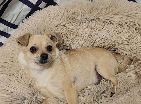 Stella June - Chihuahua