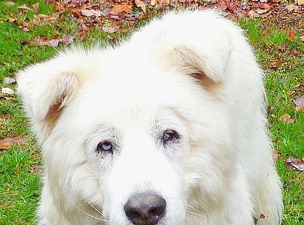 Clayton in TN - Super-Duper Playful Boy!