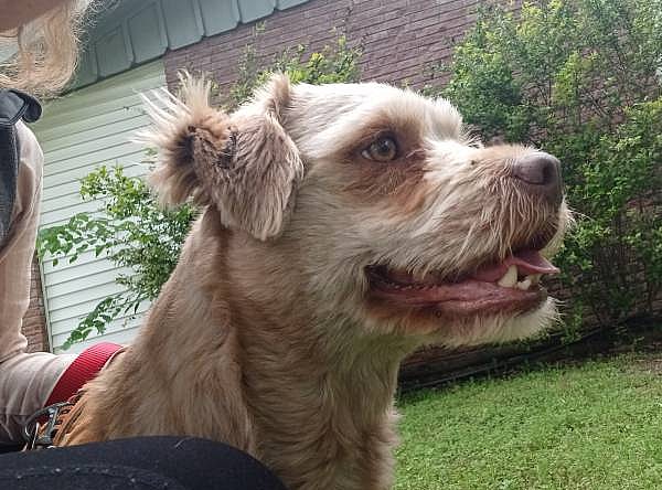 Male dog abused and neglected for whole life, now looking for a fresh new chance in life