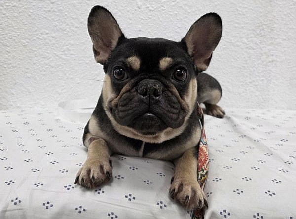 Wednesday - French Bulldog