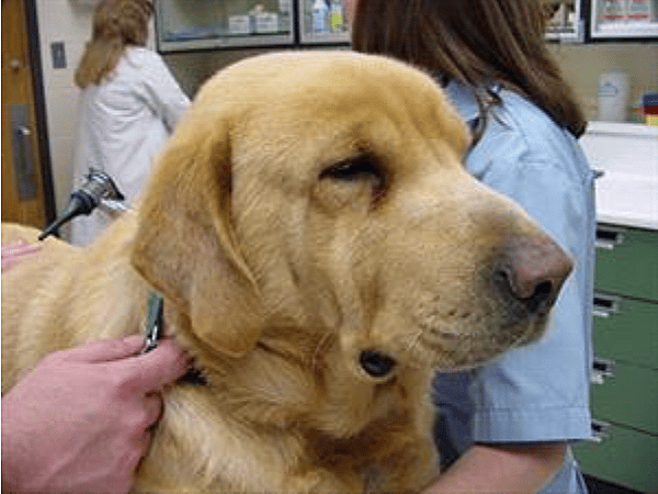 Golden Retriever’s Lifespan