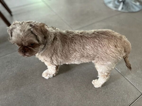Nutmeg - Shih Tzu