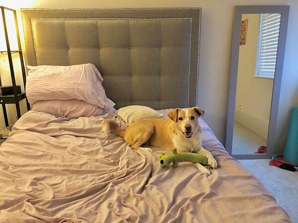 Juju - Australian Cattle Dog/Blue Heeler