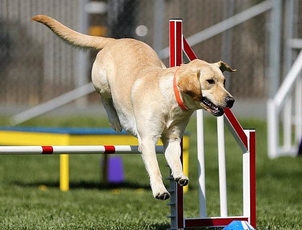 Labrador playing outdoors
