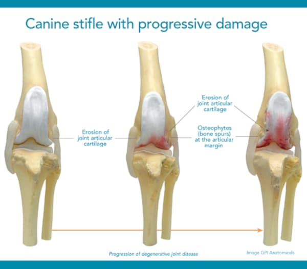 how joint inflammation and diseases start