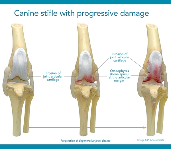 how joint inflammation and diseases start