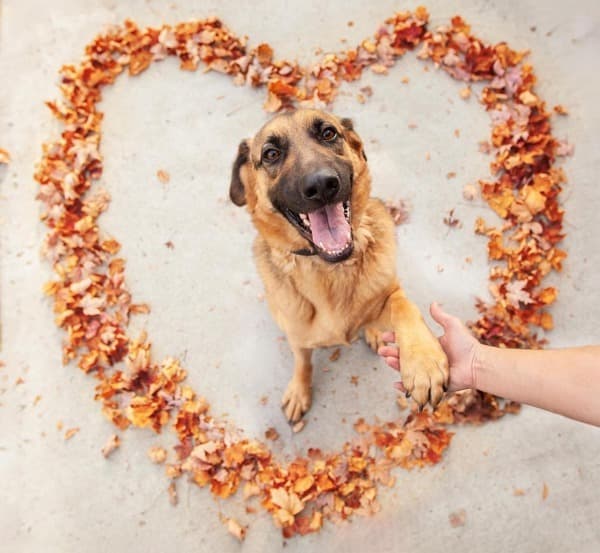 Adoption Heartbreak: The Dogs Who Didn't Make It Out This Weekend