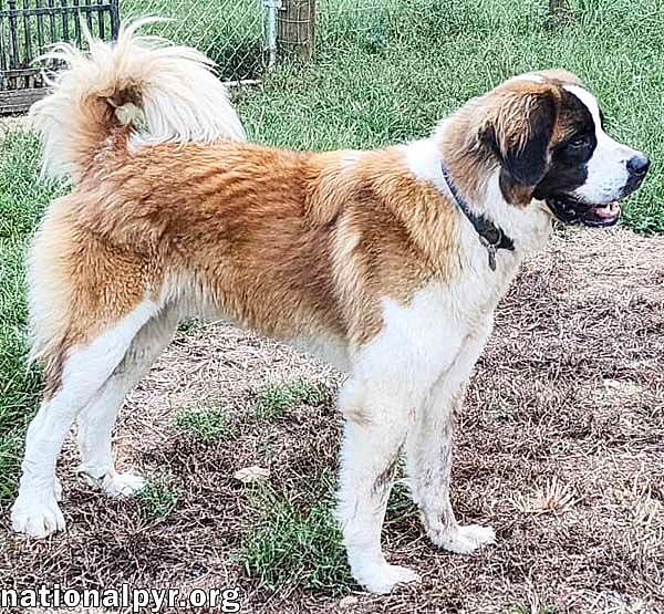Arlo in TN - Sweet, Goofy & Playful!
