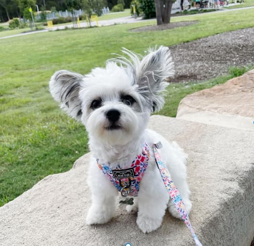 Maltese Chihuahua Mix