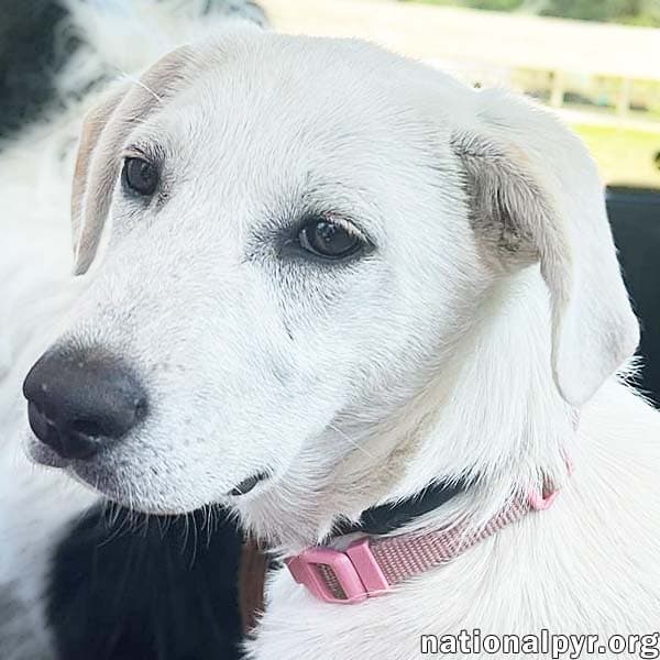 Abby in CT - pending
