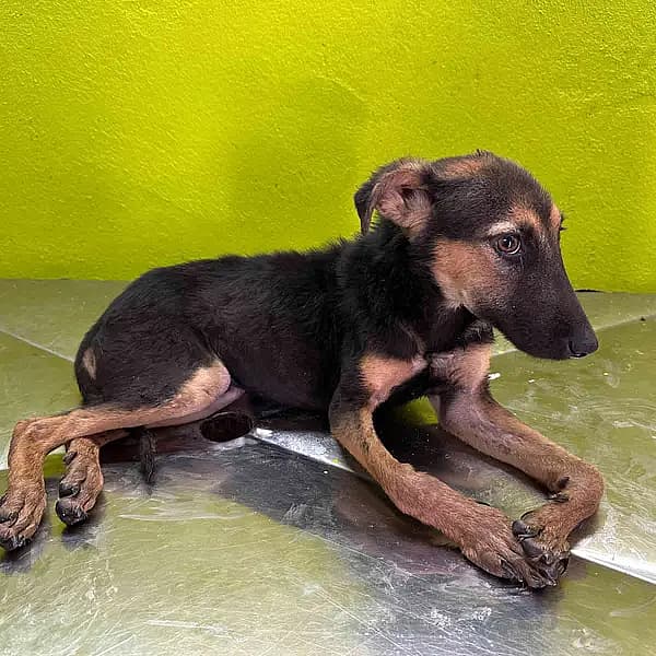 This Puppy Walked on Her Elbows & Was Starving—Until One Rescue Gave Her a Second Chance