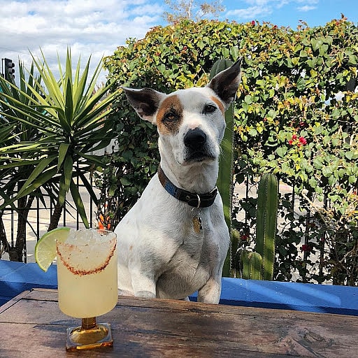 A dog at the beautiful Salazar outdoor patio