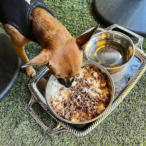 A dog enjoying a tasty meal at the Morrison
