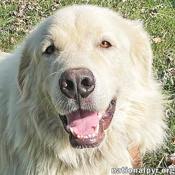 Casper in TN - The Friendly & Gentle Pyr!
