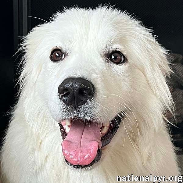 Babe in OH - Gentle, Sweet, Funny & Playful!