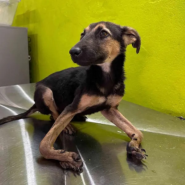This Puppy Walked on Her Elbows & Was Starving—Until One Rescue Gave Her a Second Chance