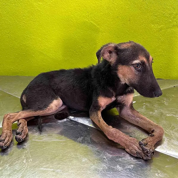 This Puppy Walked on Her Elbows & Was Starving—Until One Rescue Gave Her a Second Chance