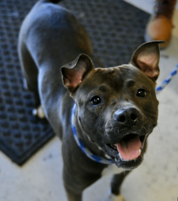 Heartbreak as Sweet Dog Waits 2,000 Days Overlooked in the Shelter, Without a Single Application