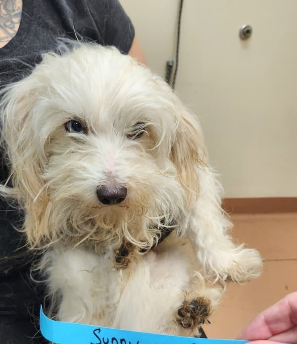 Adoption Heartbreak: The Dogs Who Didn't Make It Out This Weekend