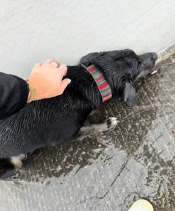 Woman Finds Dog Dumped on Highway in Pouring Rain, Then Discovers the Heartbreaking Truth