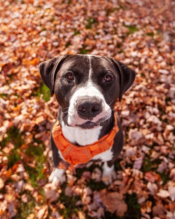 Adoption Heartbreak: The Dogs Who Didn't Make It Out This Weekend