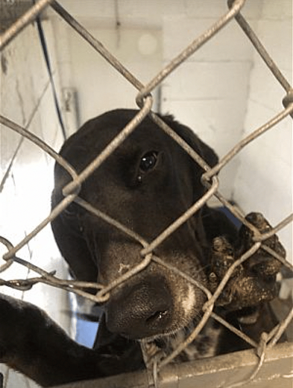 Blake up for Adoption