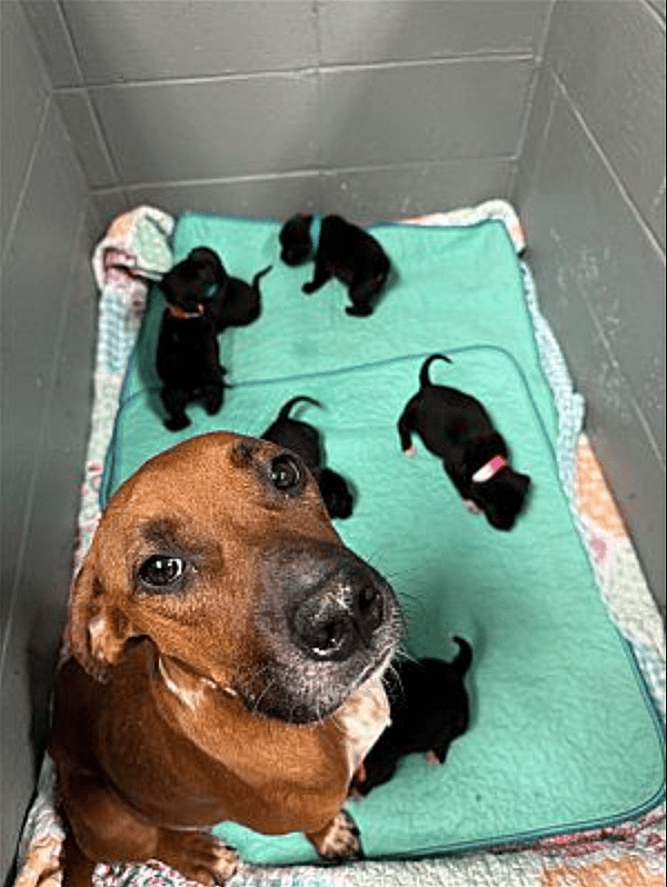 Matilda up for Adoption