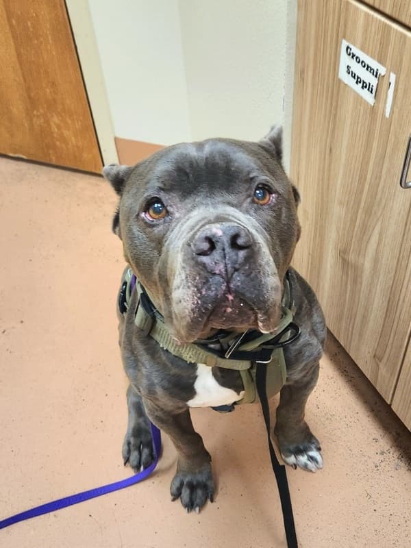 Adoption Heartbreak: The Dogs Who Didn't Make It Out This Weekend