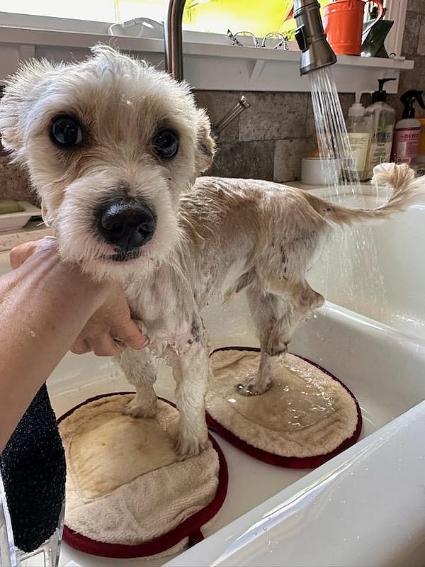 Mikey Found With Shattered Leg and Caked in Tar Gets Incredible Rescue