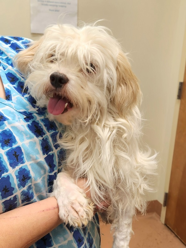 Adoption Heartbreak: The Dogs Who Didn't Make It Out This Weekend