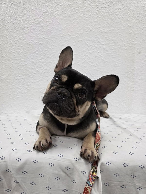 Wednesday - French Bulldog