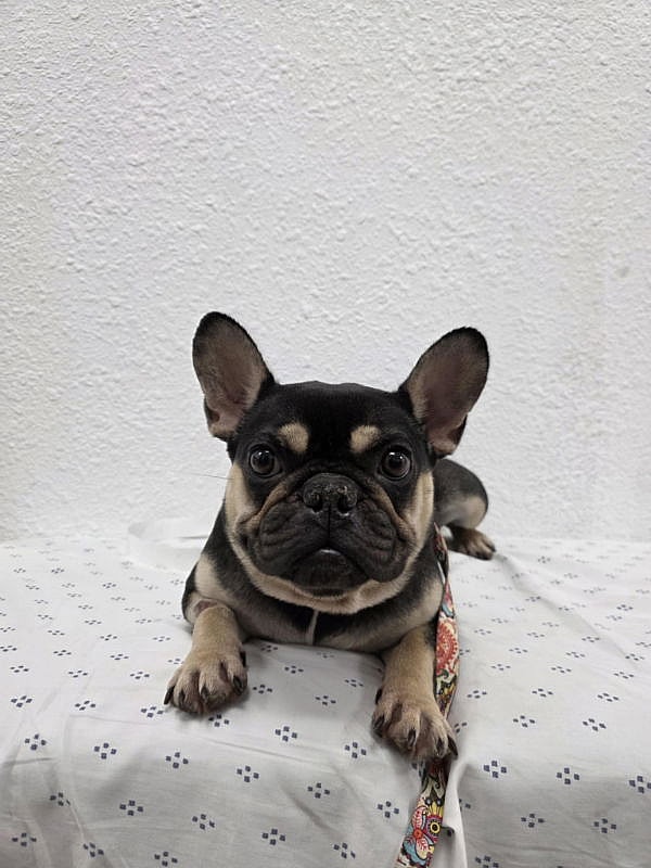 Wednesday - French Bulldog