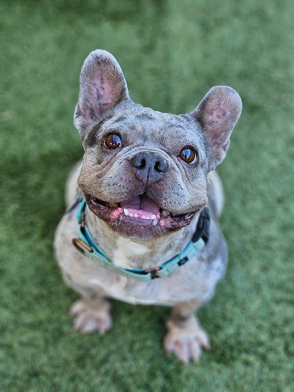 Strawberry - French Bulldog