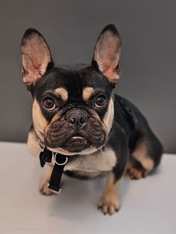 Wednesday - French Bulldog