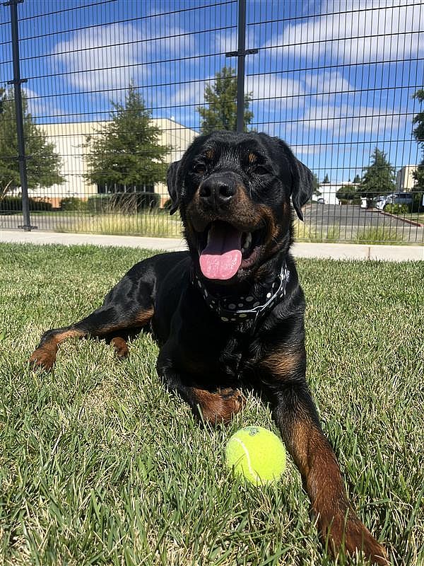 Tavi - Rottweiler