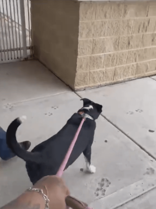From Darkness To Light: A Blind Shelter Dog Gets A Second Shot At Happiness