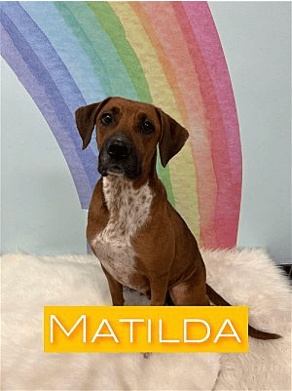 Matilda up for Adoption