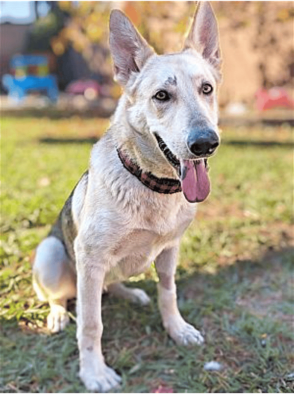 dog up for adoption: Abandoned Street Dog Finally Finds Love Thanks to a Foster Mom and Some Chicken