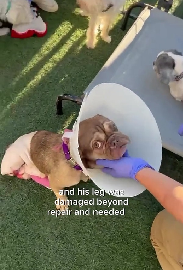 Hit by a Car & Abandoned, This Brave French Bulldog Fought for a Forever Home