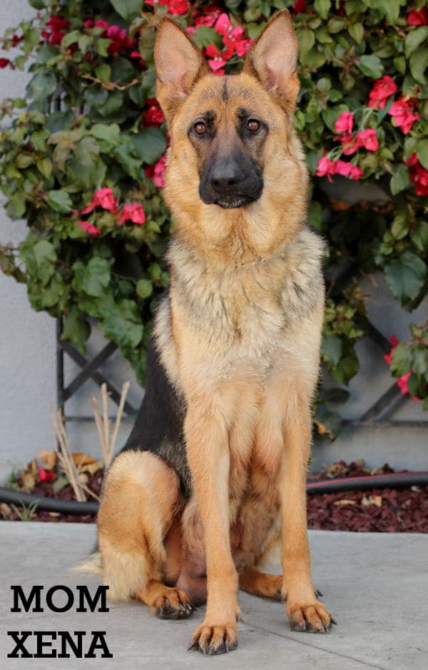 Nova