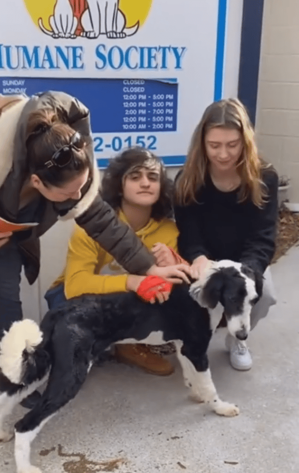 Shelter Dog’s Overwhelming Joy After Finally Finding a Home Will Bring You to Tears