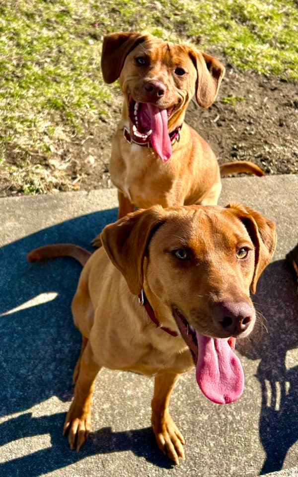 'Dazzling' Puppies Abandoned at Boarding Have Waited Months for a Home