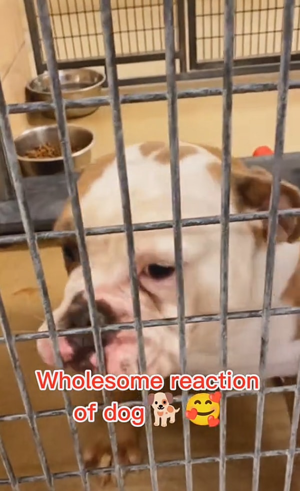 Watch: Shelter Dogs' Pure Joy When They Learn They're Finally Going Home