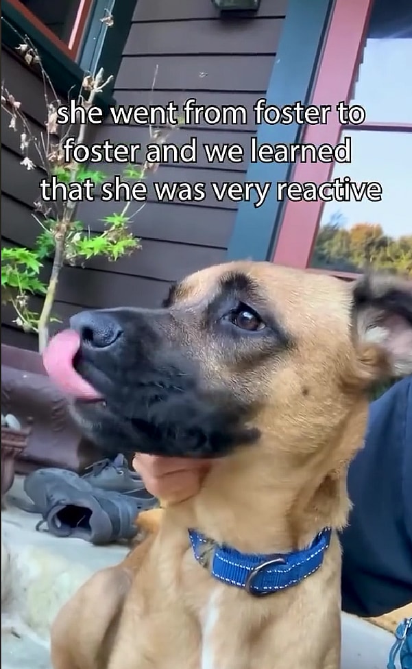Adopted Shelter Dog Returned After Just one Month Due to Reactivity Issues. Urgent Plea to Help