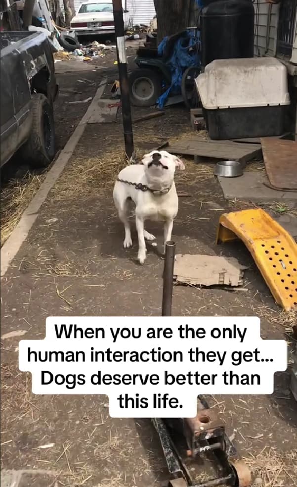 Chained Dog's Incredible Reaction to Human Interaction Will Break Your Heart