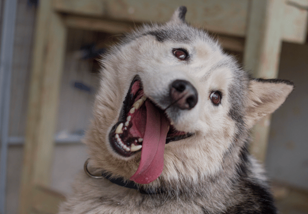 funny husky