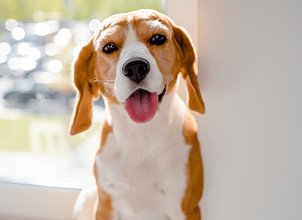weed related dog names - a beagle puppy