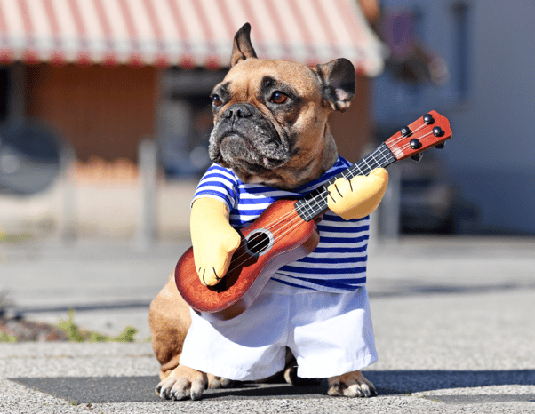 french bulldog in disney costume