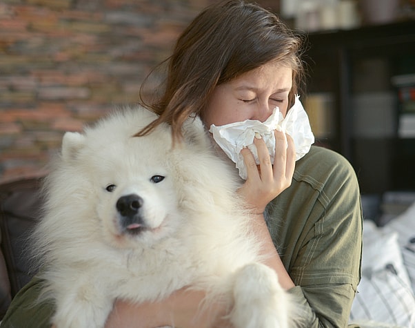 What is a “Hypoallergenic” Dog? Are Schnauzers Hypoallergenic?