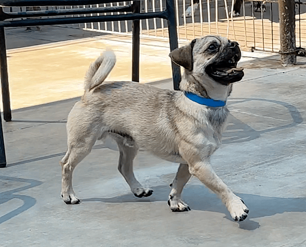Sitting With Dogs Heartwarming Tale of Pugsly